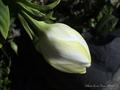 Gardenia Jasminoides